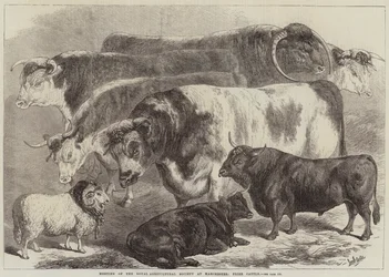 Treffen der Royal Agricultural Society in Manchester, Preiskühe